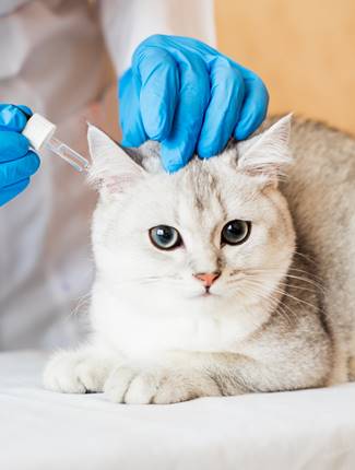 Doctor holding a pet