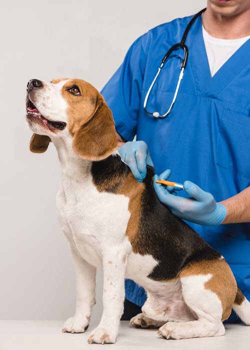 Doctor holding a pet