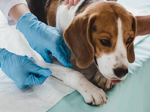 Doctor holding a pet